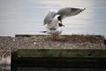 A view of a  pair of Black Headed Gulls Royalty Free Stock Photo