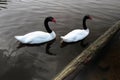 A view of a pair of Black Necked Swans