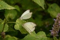 Butterfly Duo on a Leaf