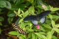 Butterfly Duo on a Leaf