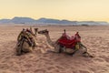 A view of a pair of camels at sunrise in the desert landscape in Wadi Rum, Jordan Royalty Free Stock Photo