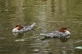 A Pair of Common Mergansers