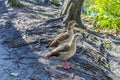 A view of a pair of Egyptian geese in a park near Fort Lauderdale, Florida