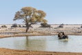 A view of a pair of elephants playing in a waterhole in the Etosha National Park in Namibia Royalty Free Stock Photo