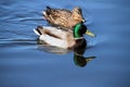 A view of a pair of Mallard Ducks Royalty Free Stock Photo