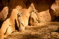 View of a pair of Meerkat Suricata suricatta