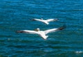 A view of a pair of pelicans flying across Walvis Bay, Namibia Royalty Free Stock Photo