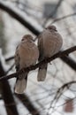 pair of sleepy Eurasian collared doves Streptopelia decaocto on a branch Royalty Free Stock Photo