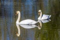 A view of a pair of swans on the River Arrow near Alcester