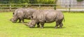 A view of a pair of white Rhinoceros grazing