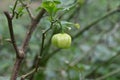 View of a pale green color hottest chili fruit, hangs on the plant