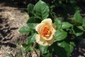 View of pale orange flower of rose Royalty Free Stock Photo