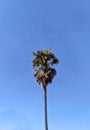 View of palm tree against blue sky background Royalty Free Stock Photo