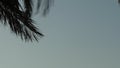 View of a palm tree branches waving against clear blue sky Royalty Free Stock Photo