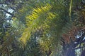 VIEW OF PALM TREE LEAVES IN SUNLIGHT