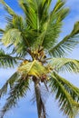View of the palm tree top with coconuts Royalty Free Stock Photo