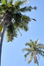 View Of Palm Trees Against Clear Sky Royalty Free Stock Photo