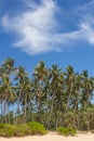 View of palm trees against the sky. Island. Royalty Free Stock Photo