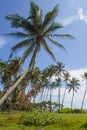 View of palm trees against the sky. Island. Royalty Free Stock Photo