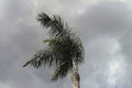 Palm trees isolated during the summer