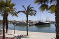 View of palm trees and many yachts