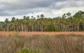 Scenic View near Spring Hill, Florida Royalty Free Stock Photo