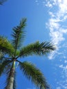 view of palm trees in sunny weather against blue sky background Royalty Free Stock Photo