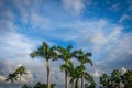 Grand Cayman-Palm Trees Top Royalty Free Stock Photo