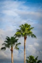 Grand Cayman-Palm Trees Top 3 Royalty Free Stock Photo