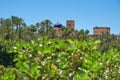 View of the Palmeral of Elche and view of the Altamira castle and the blue dome of the Santa MarÃÂ­a basilica. Selective focus. Royalty Free Stock Photo