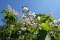 View of panicle of flowers of catalpa aginst the sky Royalty Free Stock Photo