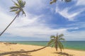 The view of Pantai Jambu Bongkok Beach with almost fallen fallen coconut tree in Terengganu, Malaysia. Royalty Free Stock Photo