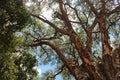 THICK BRANCHES OF LARGE PAPERBARK THORN TREE