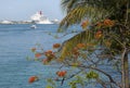 Nassau Harbour Tree In Blossom