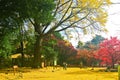 View of the park in autumn in Tokyo, Japan.