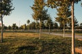 view of park with plantation of Royalty Free Stock Photo