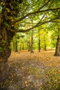 A woodland glade in autumn