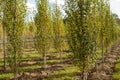 view in part of a tree nursery