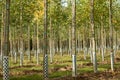 view in part of a tree nursery