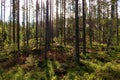 View of a partially deforested forest in Sweden