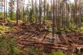 View of a partially deforested forest in Sweden