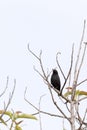 View of passeriformes, bird on tree