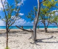 A view past a dead tree offshore on the island of Grand Turk