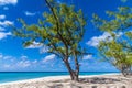 A view past a tree offshore on the island of Grand Turk