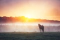 View of pasture with Arabian horse grazing in the sunlight. Beauty world. Soft filter. Warm toning effect Royalty Free Stock Photo