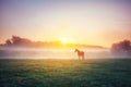 View of pasture with Arabian horse grazing in the sunlight. Beauty world. Soft filter. Warm toning effect Royalty Free Stock Photo