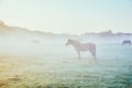 View of pasture with Arabian horse grazing in the sunlight. Beauty world. Soft filter. Warm toning effect Royalty Free Stock Photo