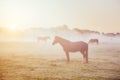 View of pasture with Arabian horse grazing in the sunlight. Beauty world. Soft filter. Warm toning effect Royalty Free Stock Photo