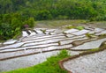 A view of a patch of rice fields with beautiful bunds, in the middle of trees and lush forests