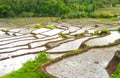 A view of a patch of rice fields with beautiful bunds, in the middle of trees and lush forests